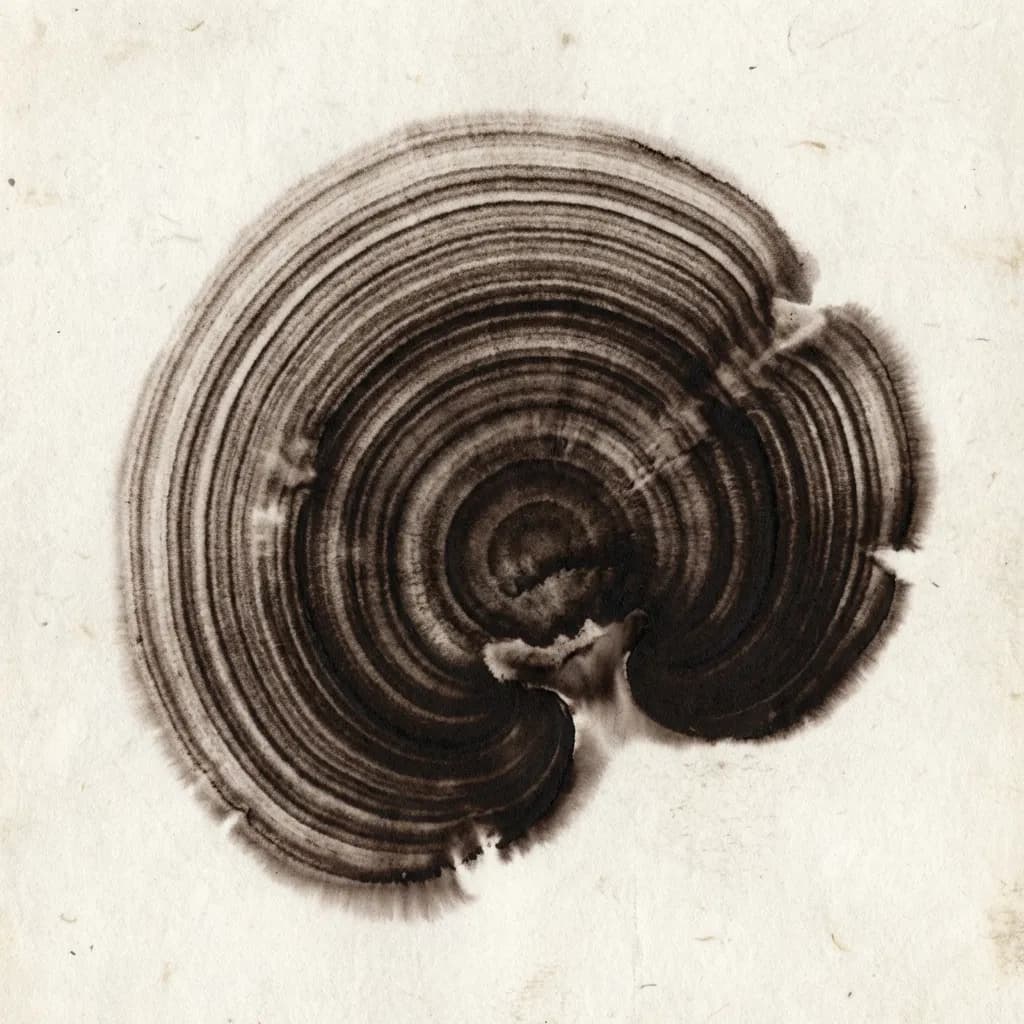 Reishi spore print — stress adaptation and deep sleep
