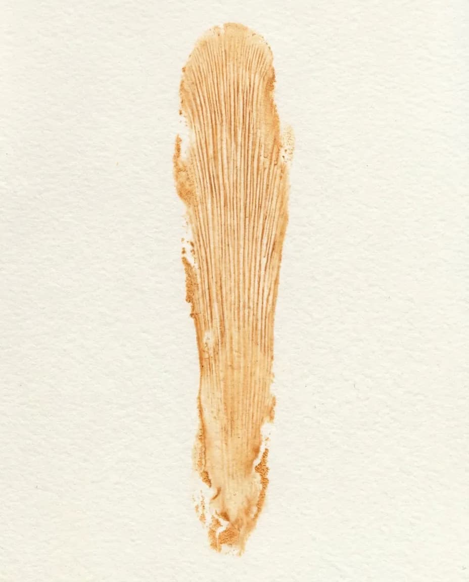 Cordyceps fruiting body — Cordyceps militaris