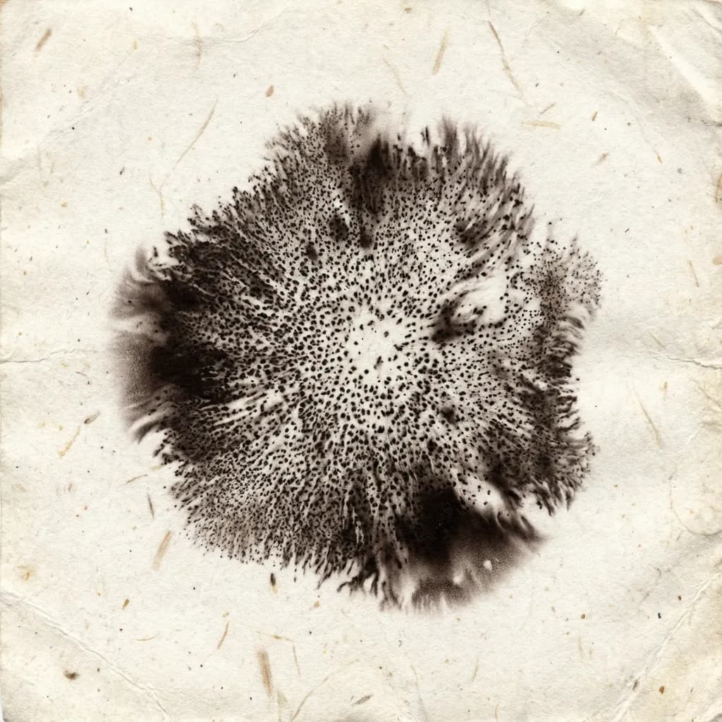 Lion's Mane spore print — cognitive clarity and neurogenesis