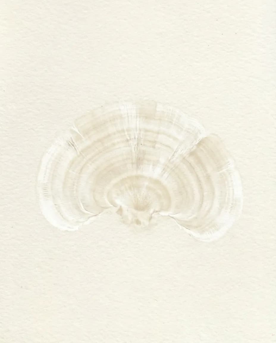 Turkey Tail fruiting body — Trametes versicolor